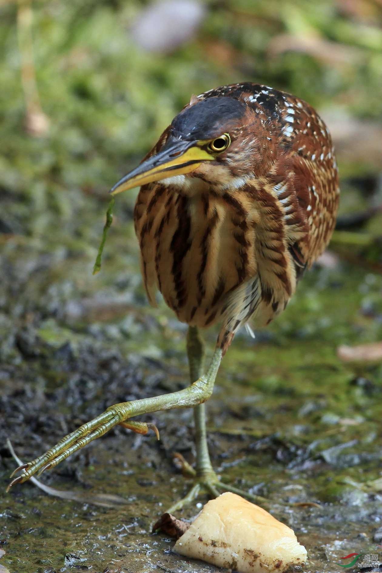 紫背葦鳽雌鳥