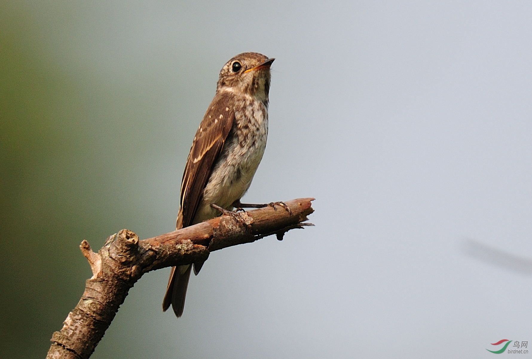 黑卷尾乌鶲八声杜鹃b