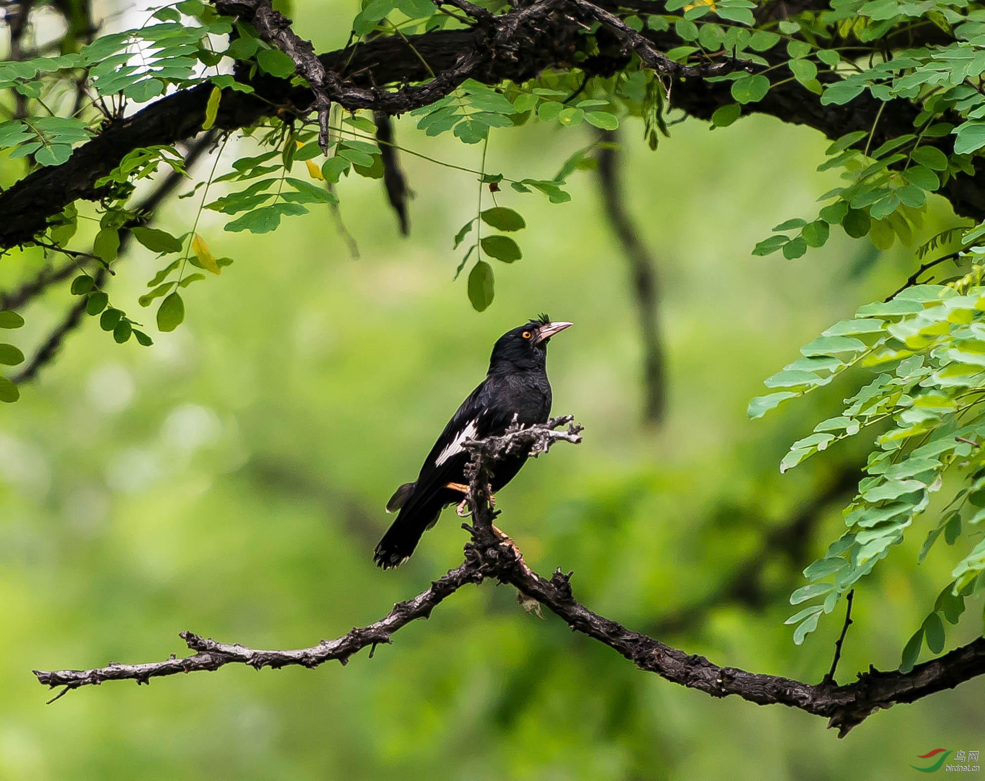 北京的鸟及胡杨树林中的牧羊人