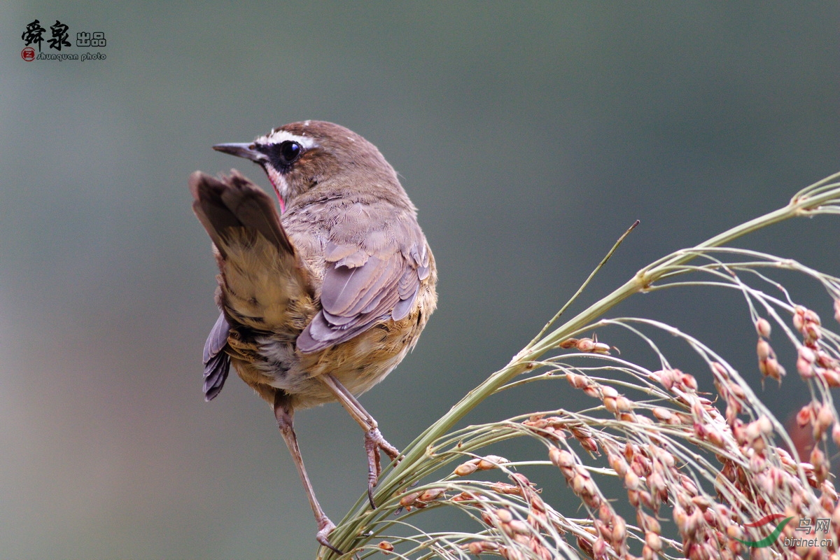 高粱红点颏 - 鸣禽和攀禽 鸟网