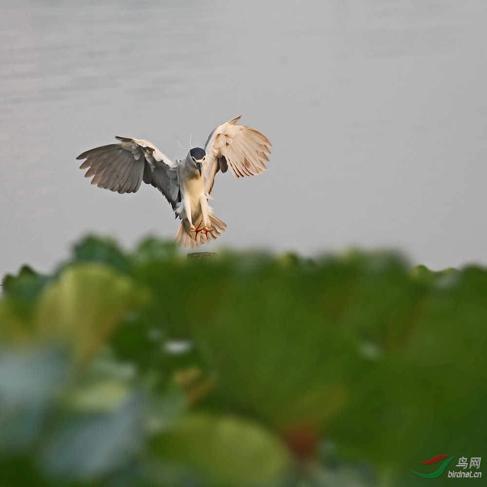 争渡争渡惊起一滩鸥鹭获鸟网首页推荐图文