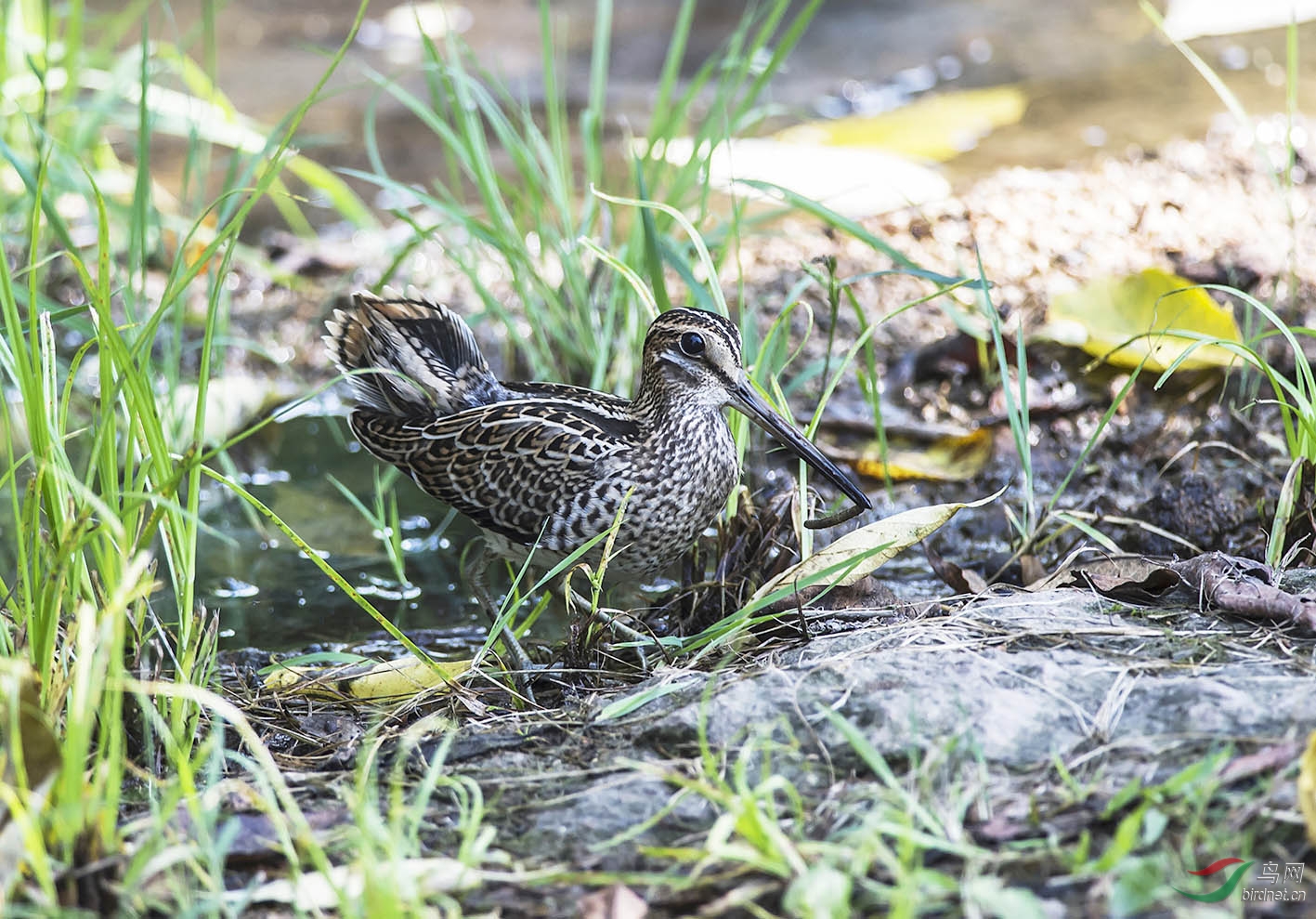 (针尾沙锥)针尾沙锥觅食