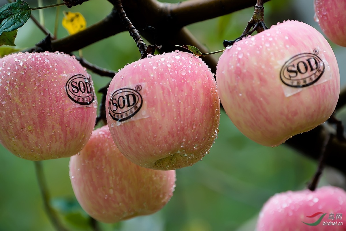 苹果熟了 果农笑了(摄于灵宝五亩布庄村)