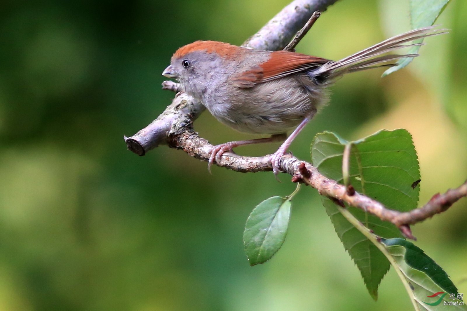 (灰喉鸦雀)灰喉鸦雀