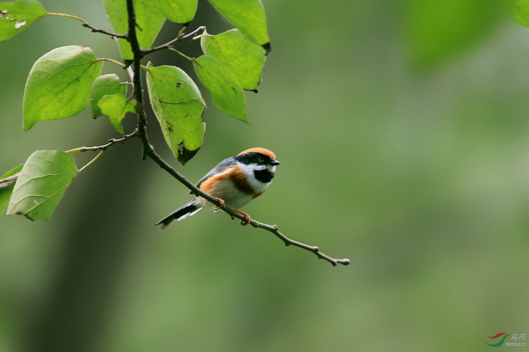 杭州西溪湿地拍活泼可爱的红头长尾雀