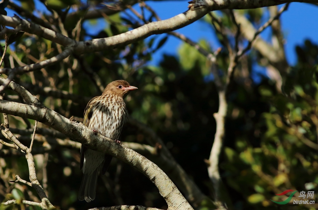 Y-au figbird_����_���˺�_����.jpg