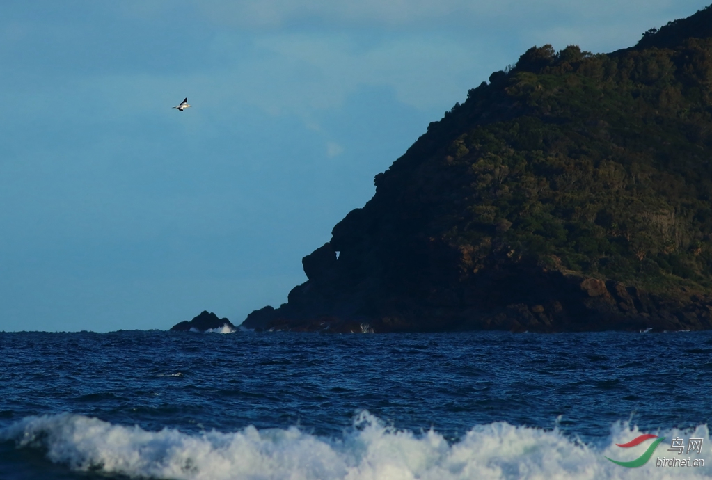 Y-au gannet_����_���˺�_����.jpg