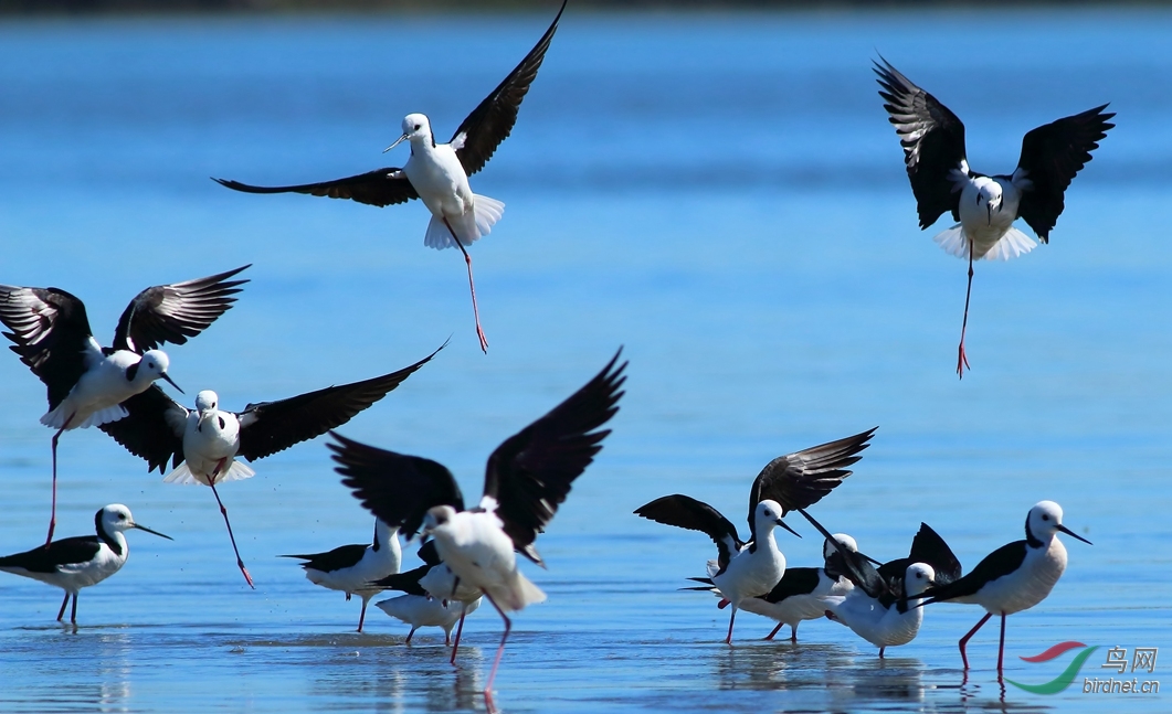 Y-banded stilt_����_���˺�_����.jpg