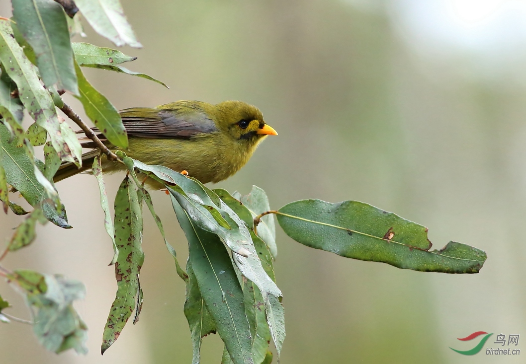 Y-bell miner_����_���˺�_����.jpg