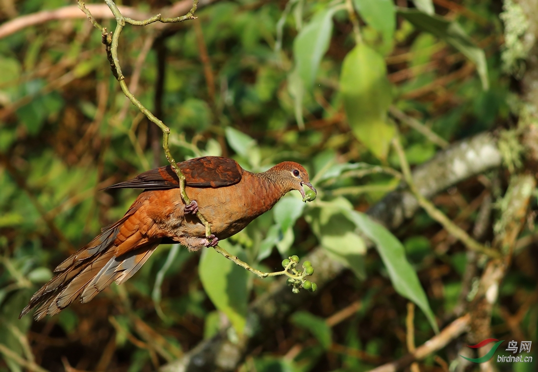 Y-brown cuckoo-dove_����_���˺�_����.jpg