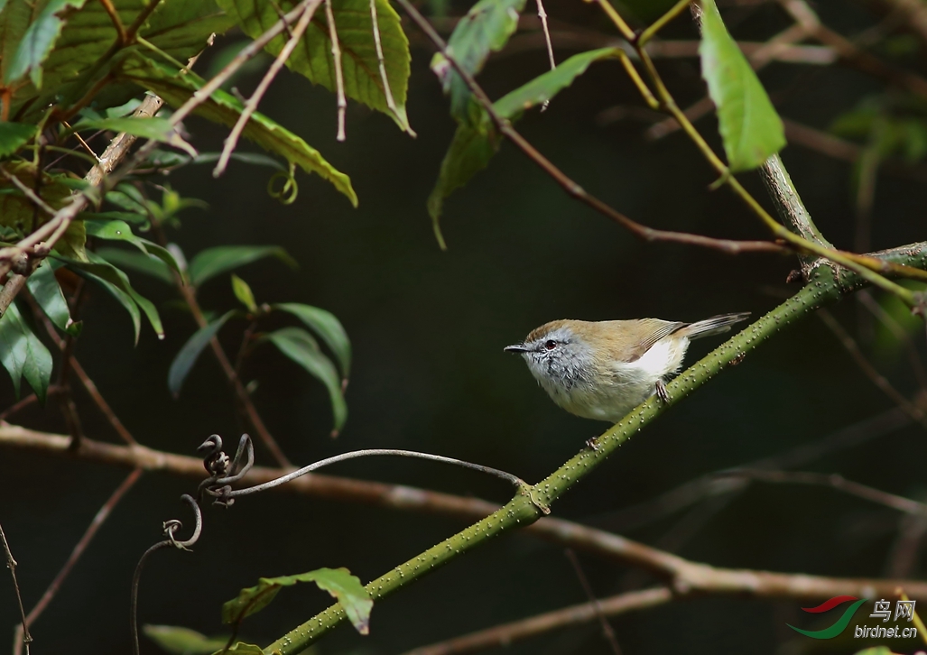 Y-brown gerygone_����_���˺�_����.jpg