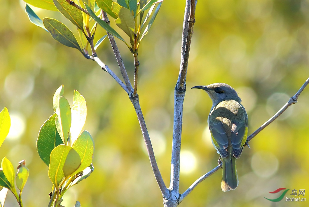 Y-brown honeyeater_����_���˺�_����.jpg