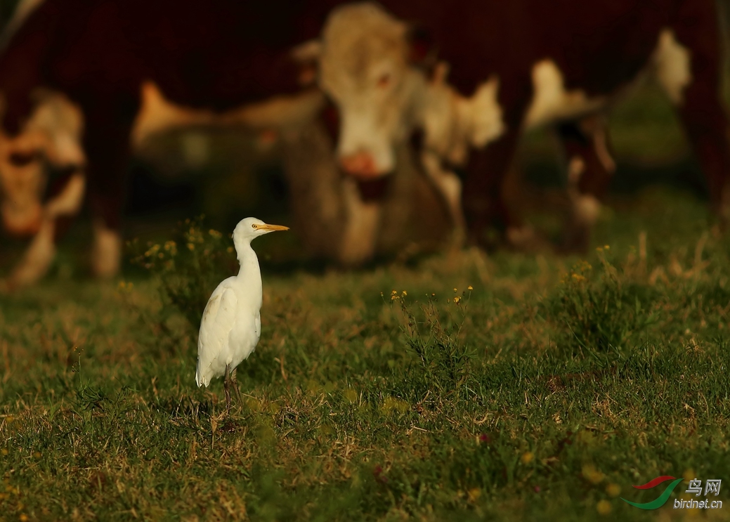 Y-cattle egret_����_���˺�_����.jpg