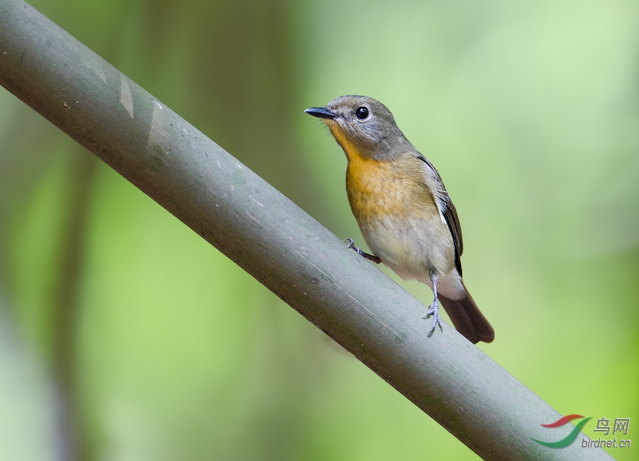 海南蓝仙翁雌鸟