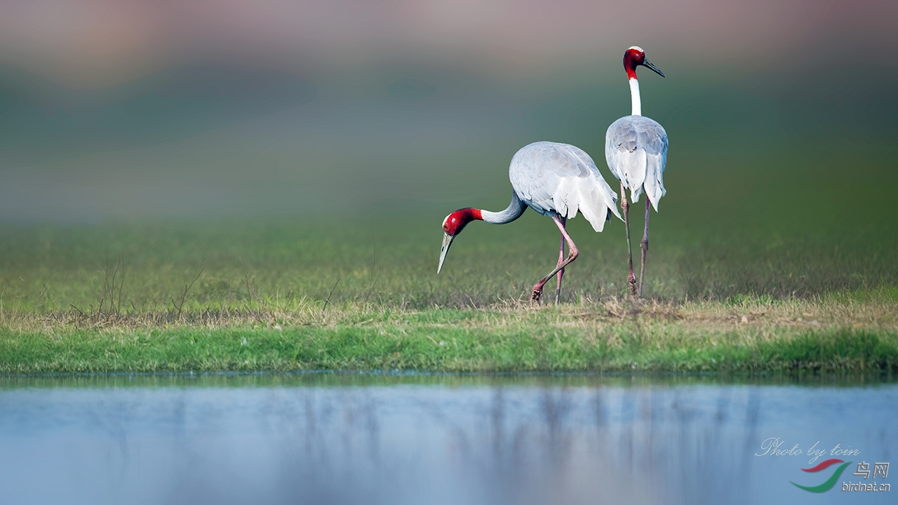 (赤颈鹤)赤颈鹤!