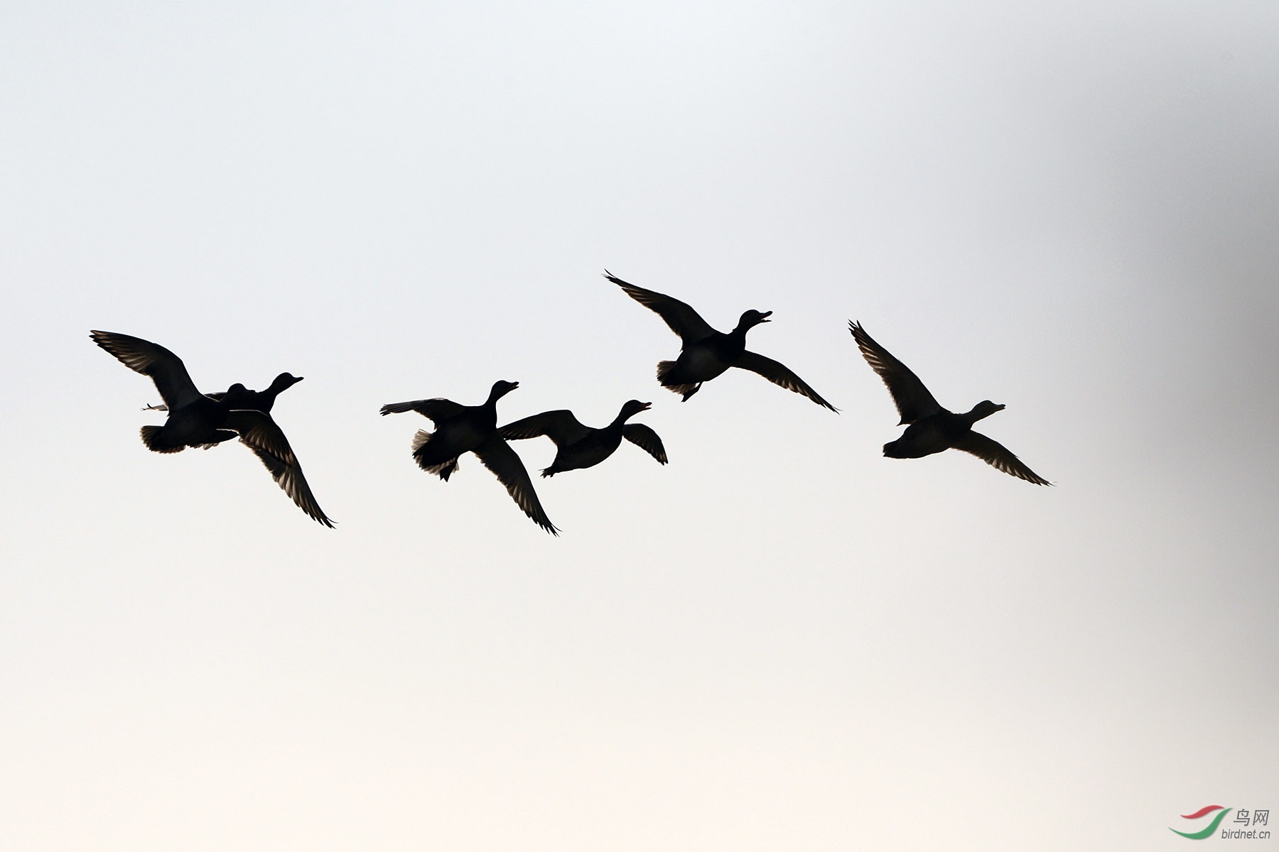 一组飞鸭剪影
