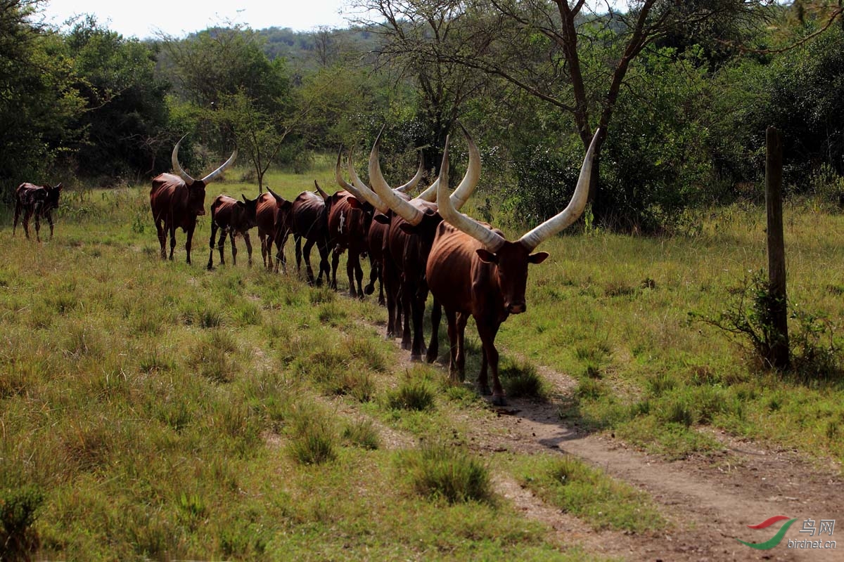 蓝耳丽椋鸟去乌干达避着暑赏鸟以此贴向鸟友祝贺国庆节