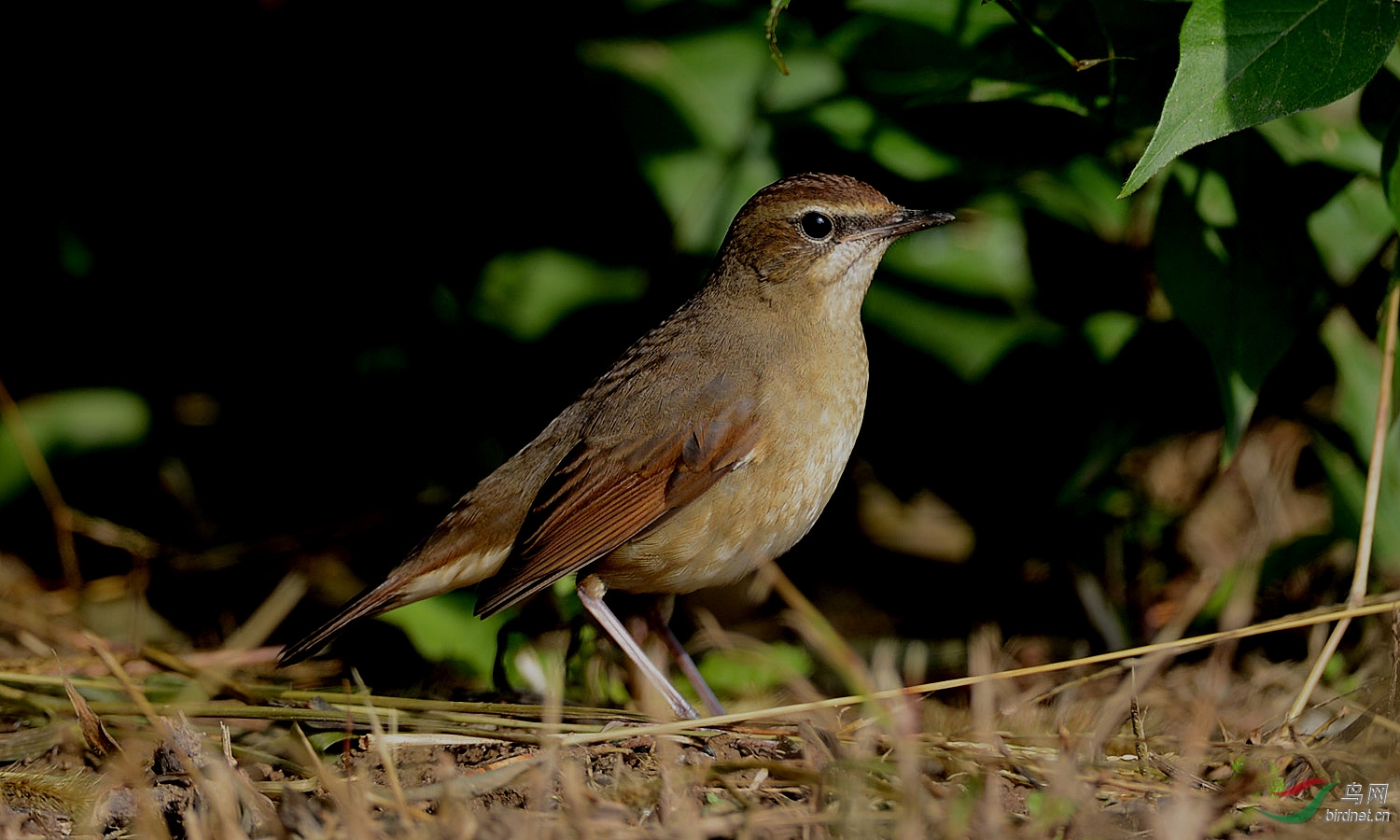奥森偶遇红靛颏(雌)