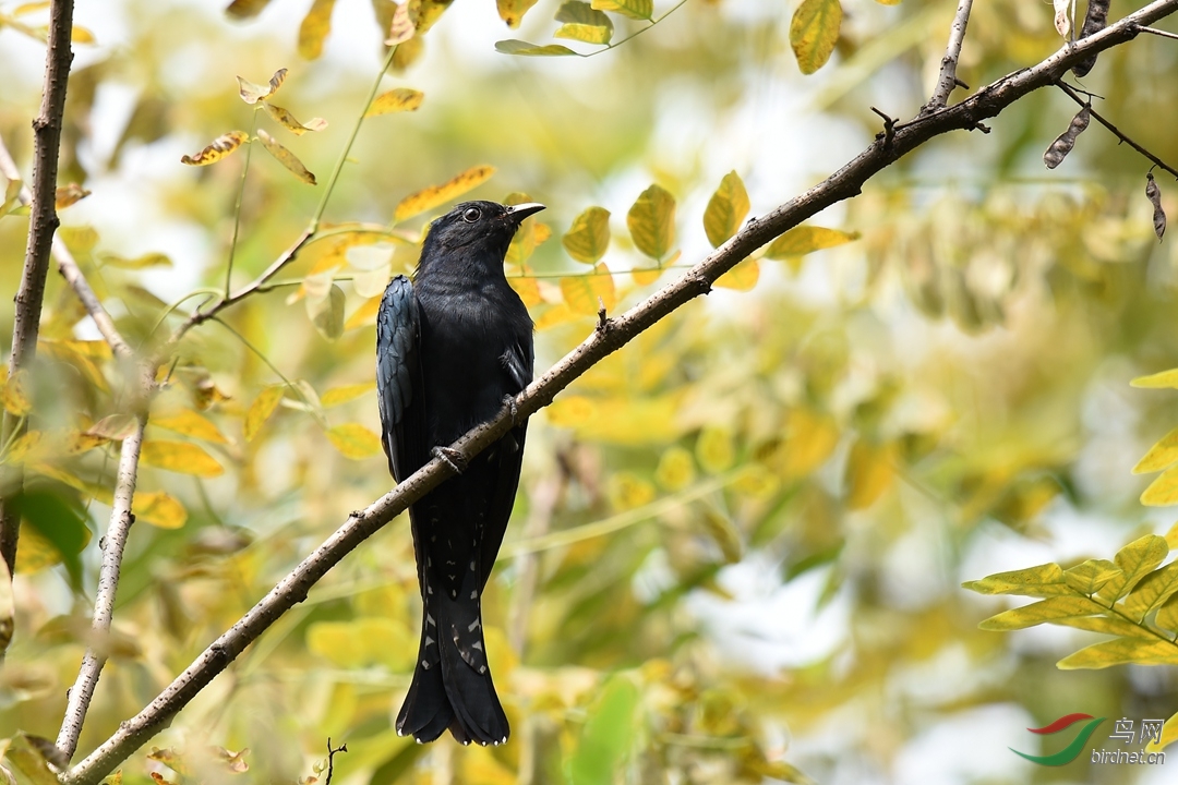 描述:中等体型(23厘米)的黑色杜鹃.