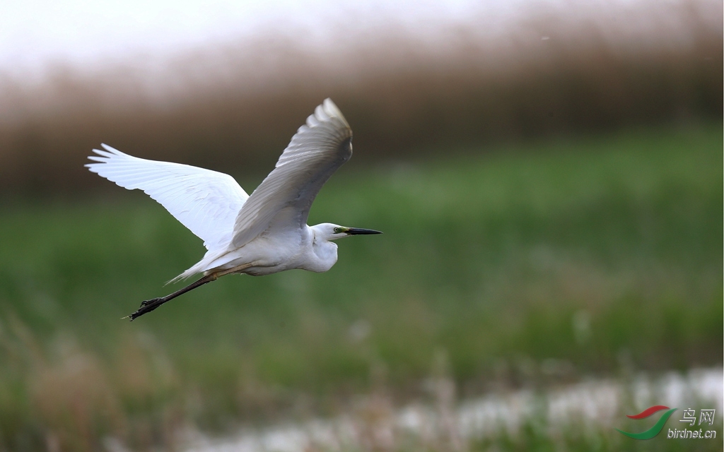 白鹭起飞