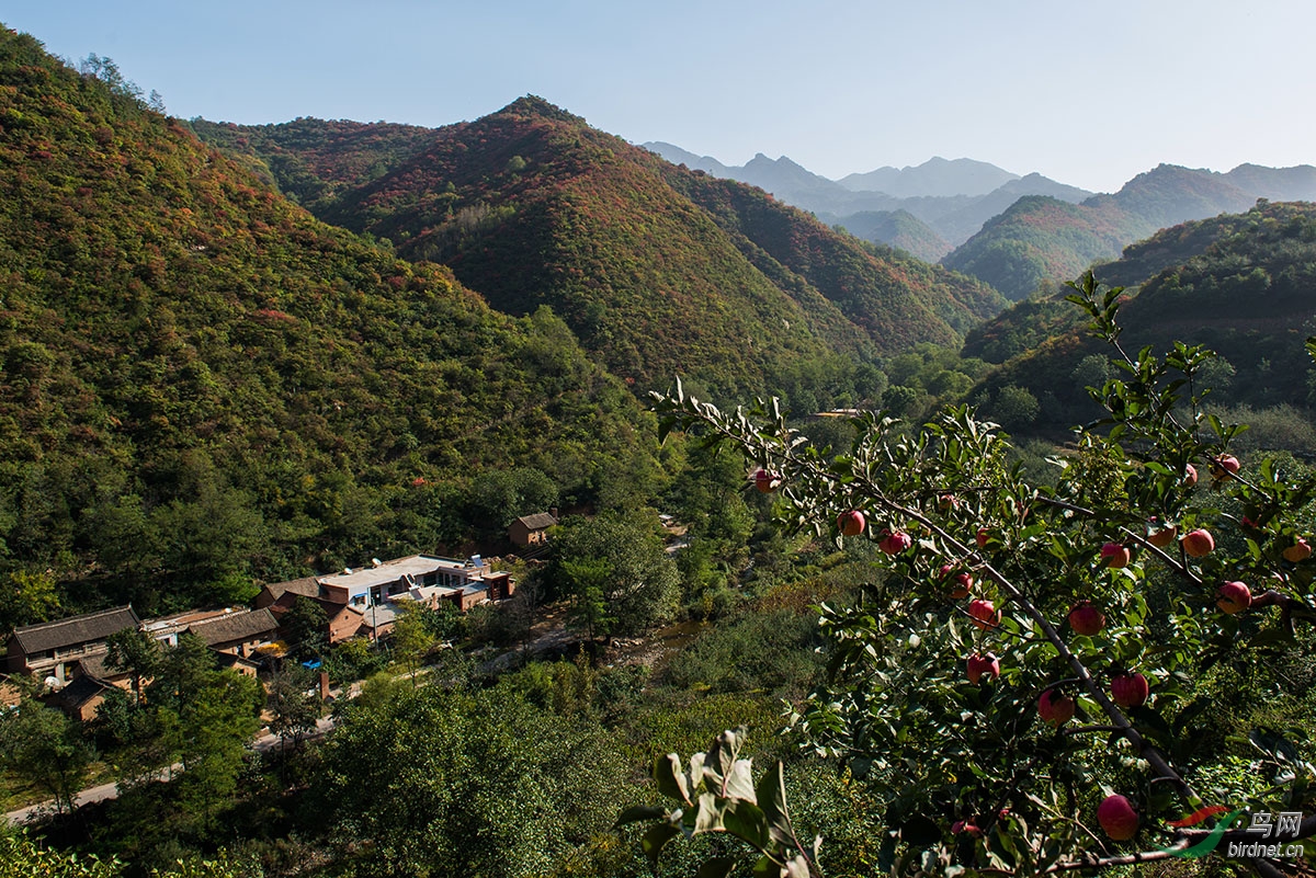 苹果红叶相映红摄于灵宝寺河山