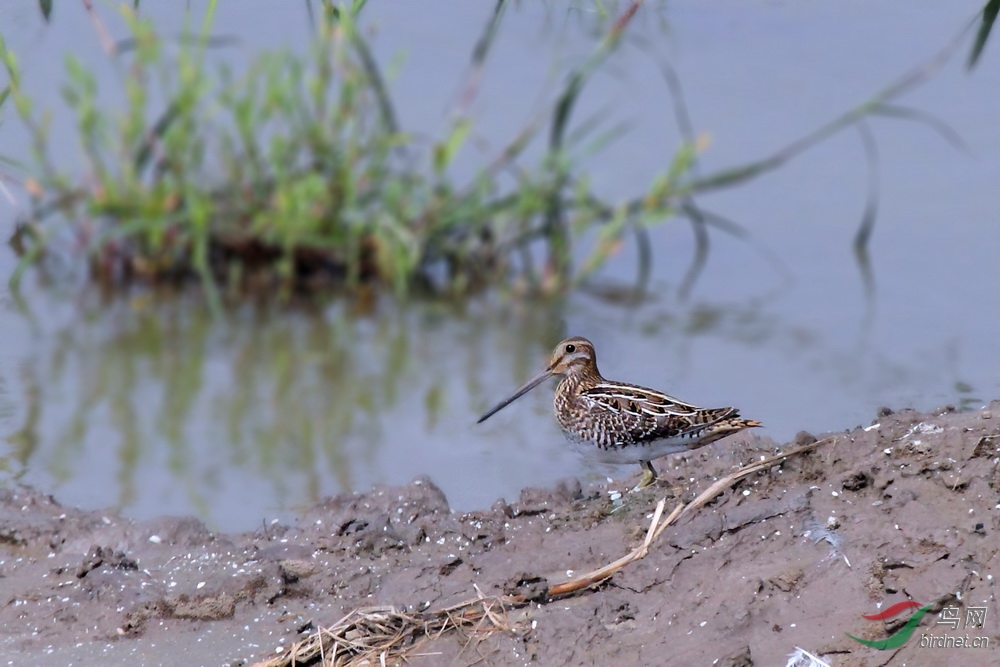 针尾沙锥 - 四川版 sichuan 鸟网