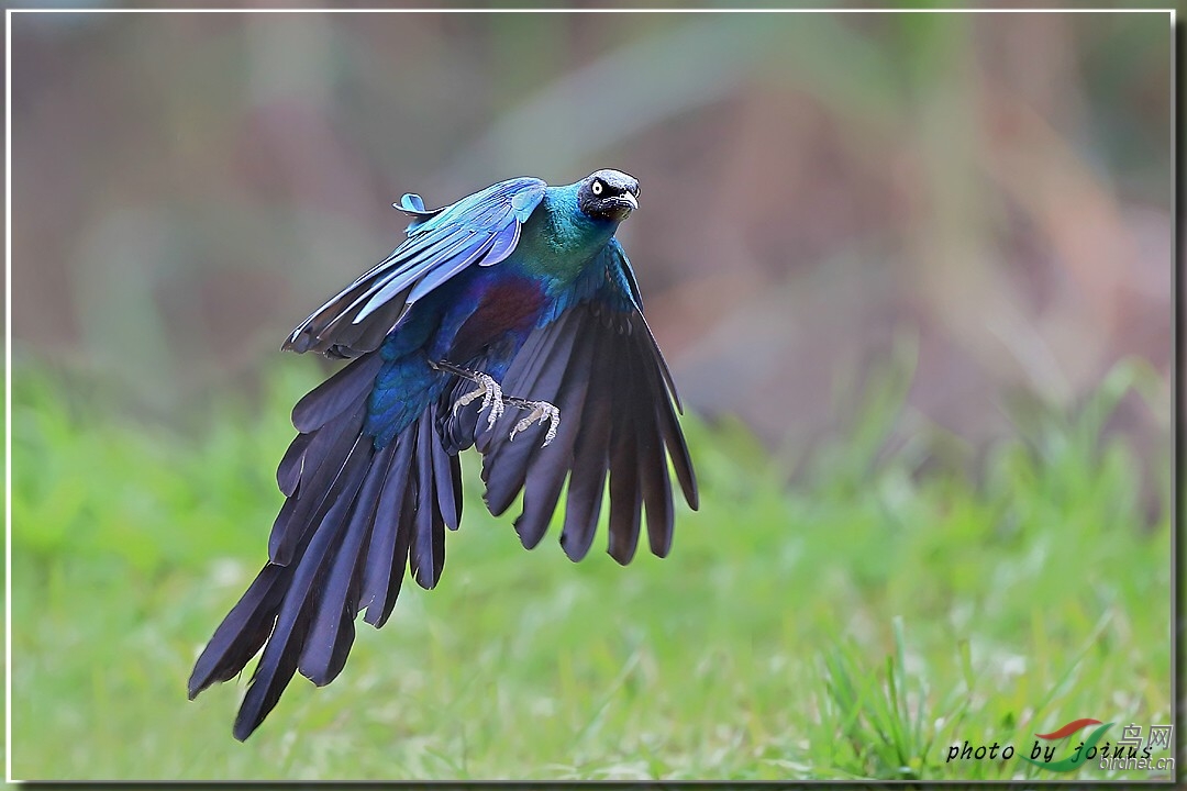 长尾辉椋鸟长尾辉椋鸟longtailedglossystarlings