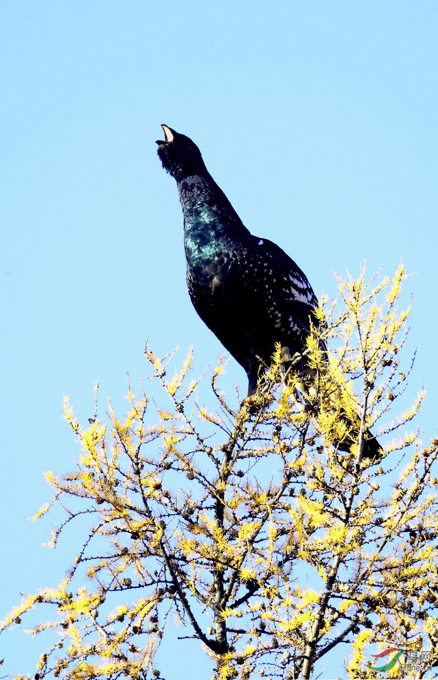 [林鸟] (黑嘴松鸡)魅力乌日旗汗之二-----------黑嘴松鸡一家三口