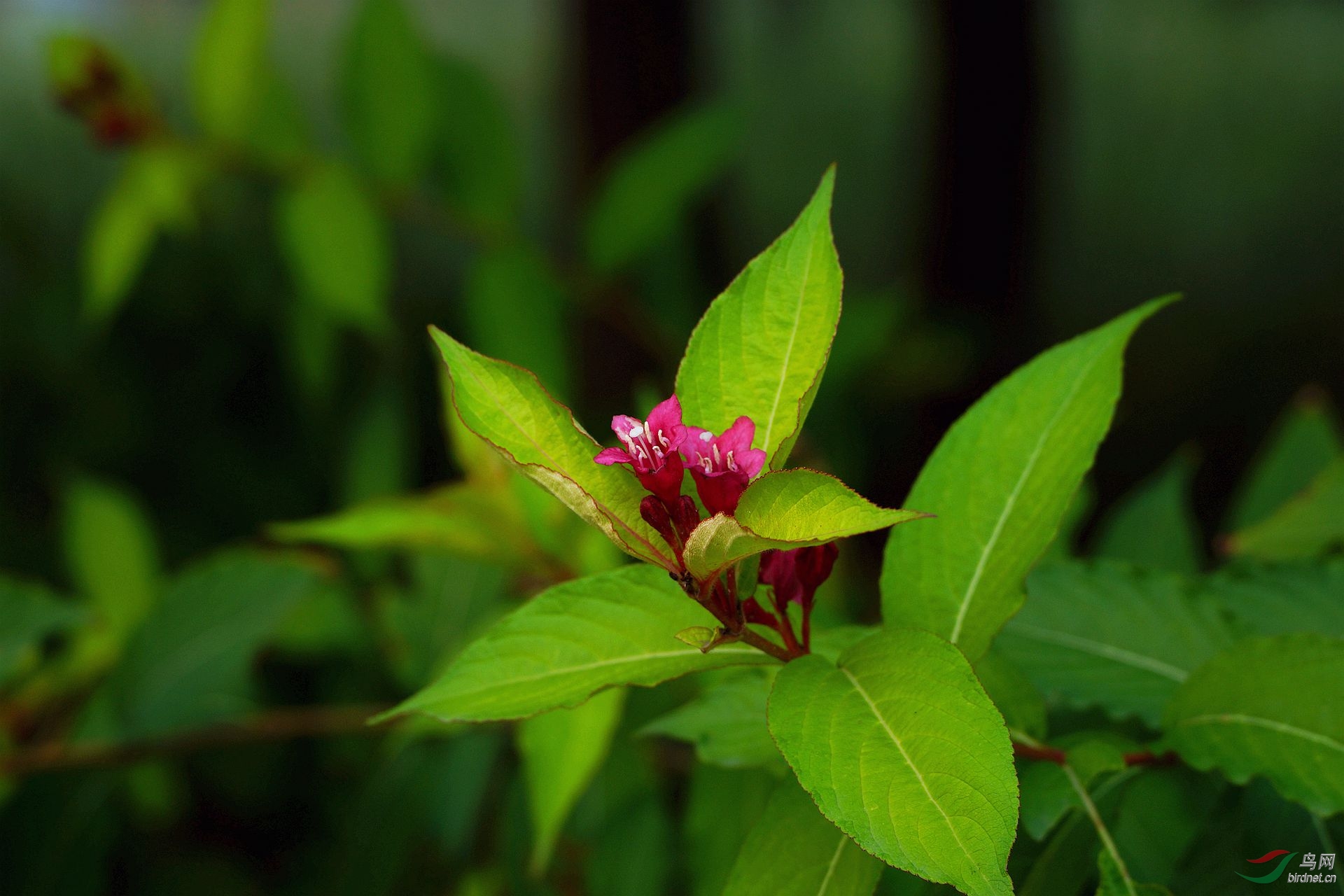 现在户外不多见的木本植物开花,,,这种花就是其中之一,,但不知其名