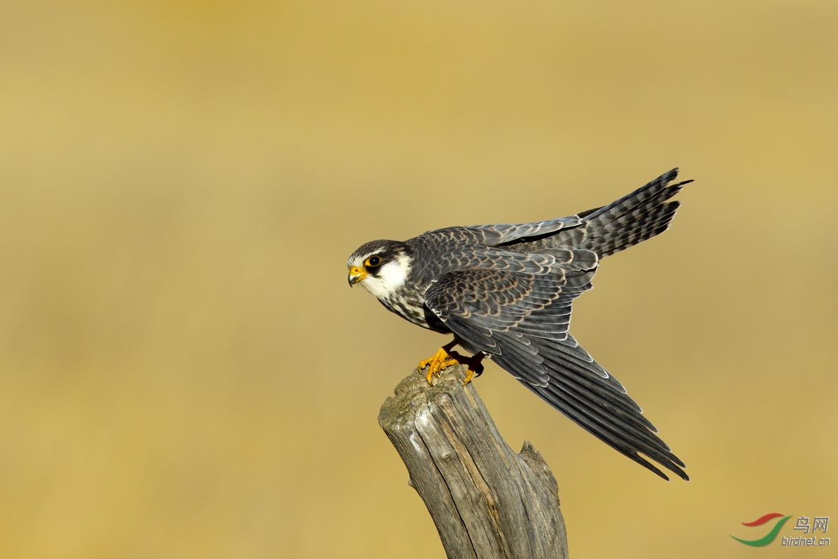 阿穆尔隼贺图1获得首页精华图片