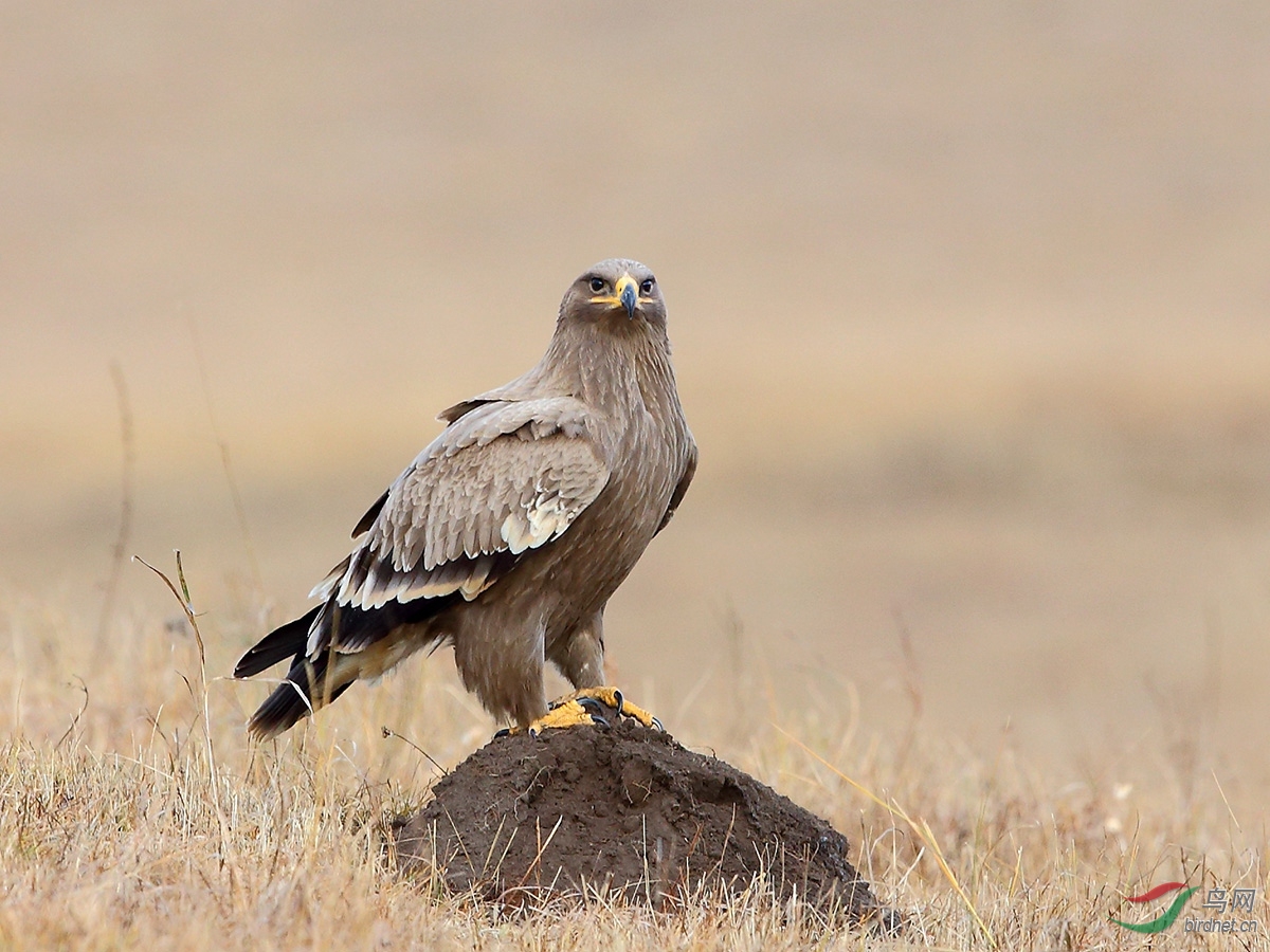 威猛的草原雕请欣赏