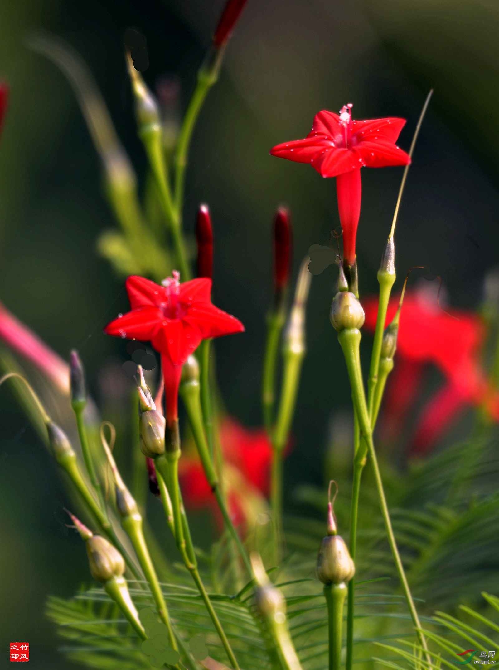 红五星花羽叶茑萝