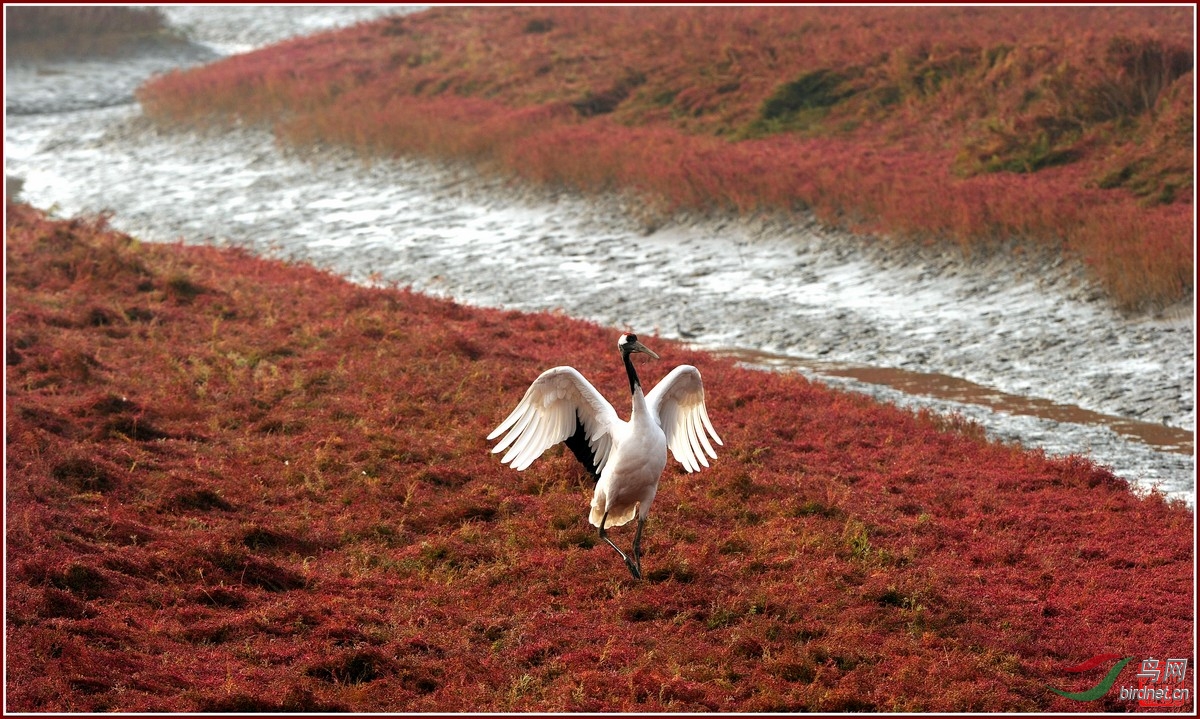 红海滩上美丽的丹顶鹤