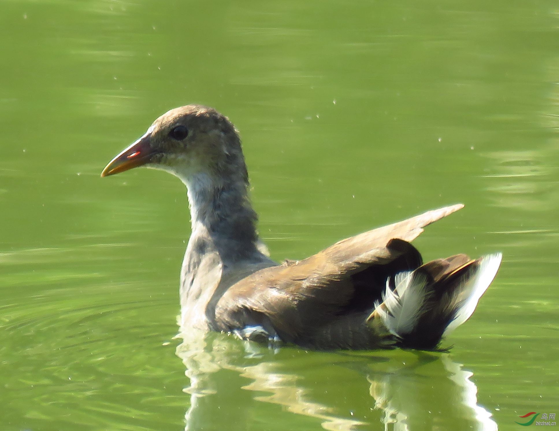 請教水鳥名