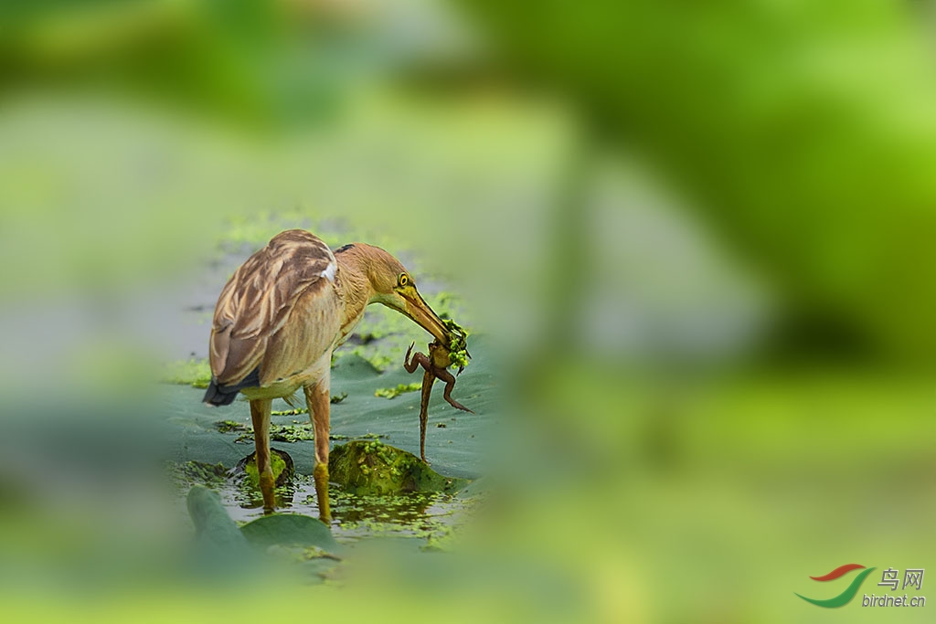 黄苇鳽爱吃蛙 - 鸟网文化/鸟友纪实 birdnet culture 鸟网
