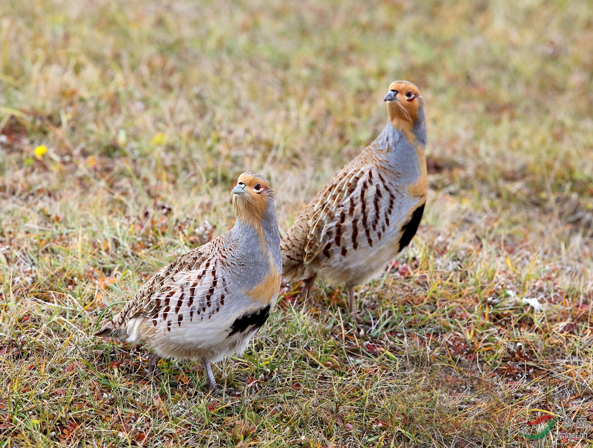 一组斑翅山鹑