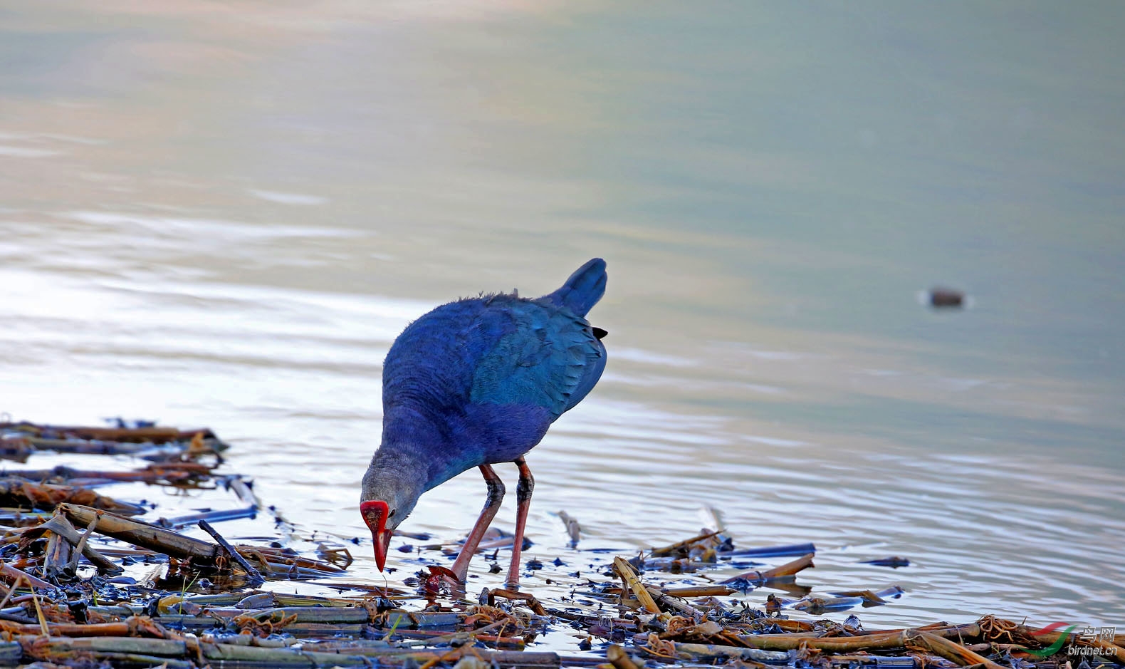 草海湿地紫水鸡