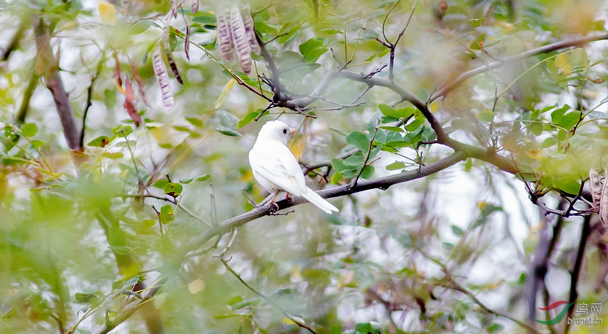 一只白色的小鸟.