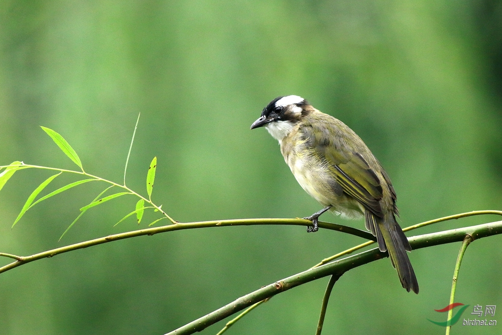重庆部分鸟类(国庆节拍摄) - 重庆版 chongqing鸟网