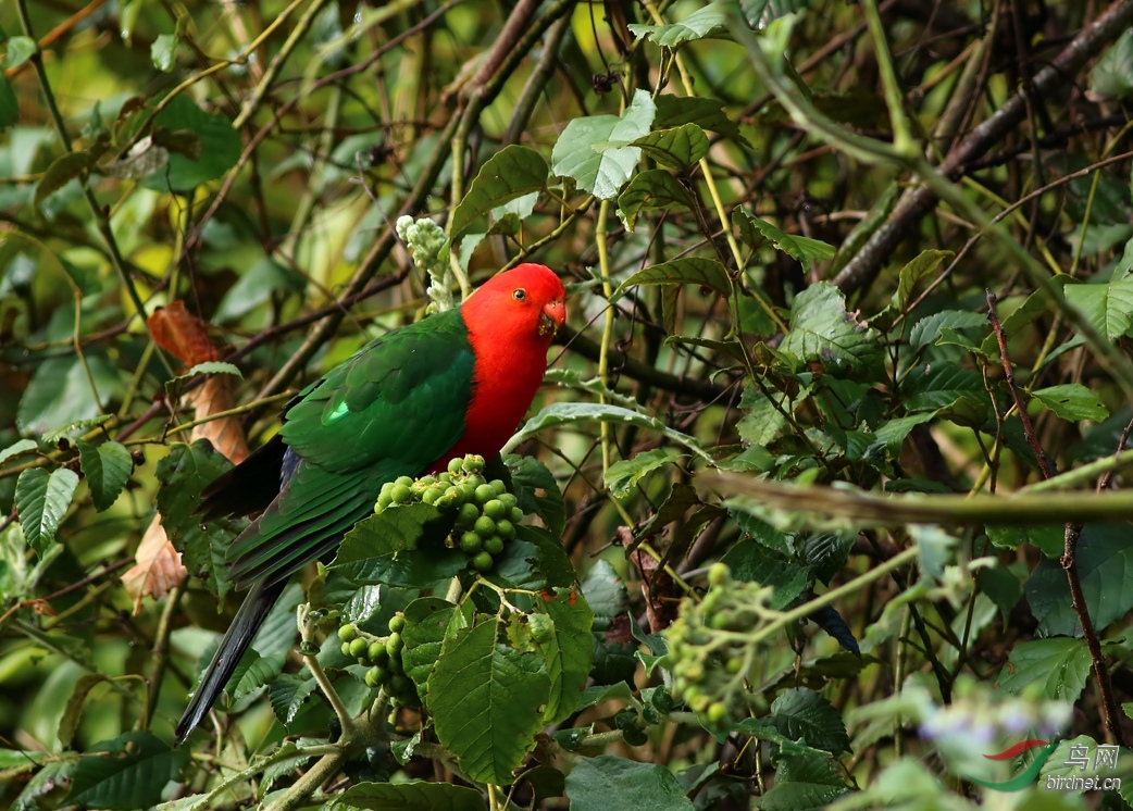 Y-king parrot male_����_���˺�_����.jpg