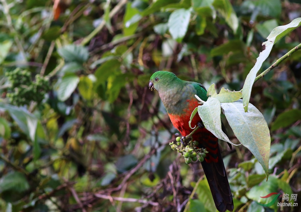 Y-king parrot female_����_���˺�_����.jpg