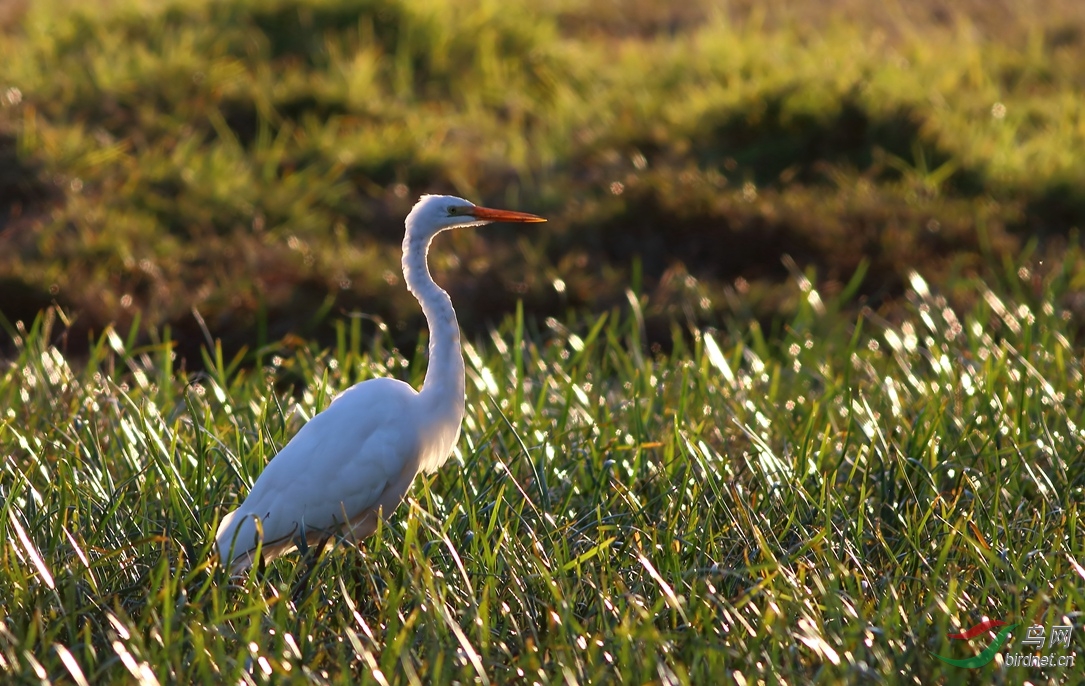 Y-great egret_����_���˺�_����.jpg