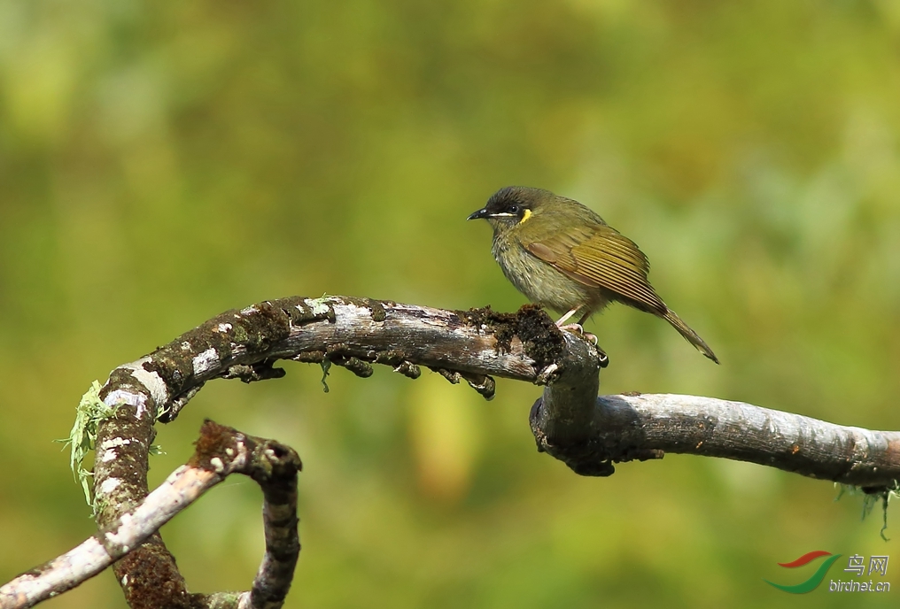 Y-lewin\\'s honeyeater_����_���˺�_����.jpg