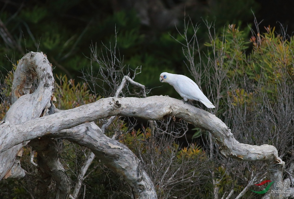 Y-little corella_����_���˺�_����.jpg