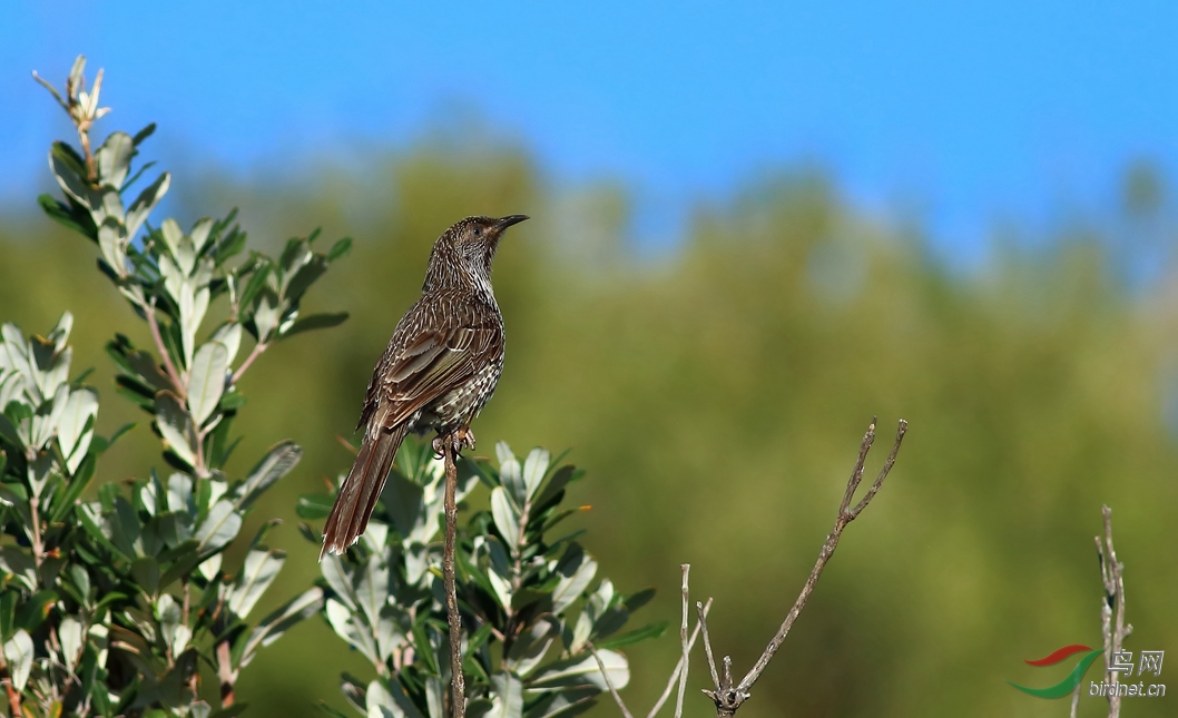 Y-little wattlebird1_����_���˺�_����.jpg