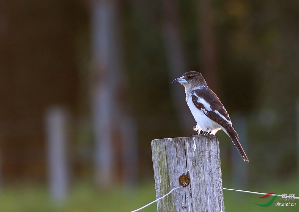 Y-pied buctherbird_����_���˺�_����.jpg