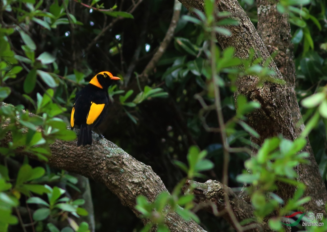 Y-regent bowerbird male_���˺�_����.jpg