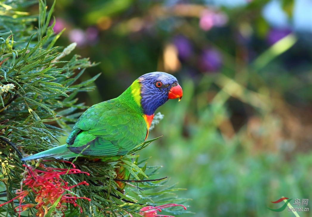 Y-rainbow lorikeet_����_���˺�_����.jpg