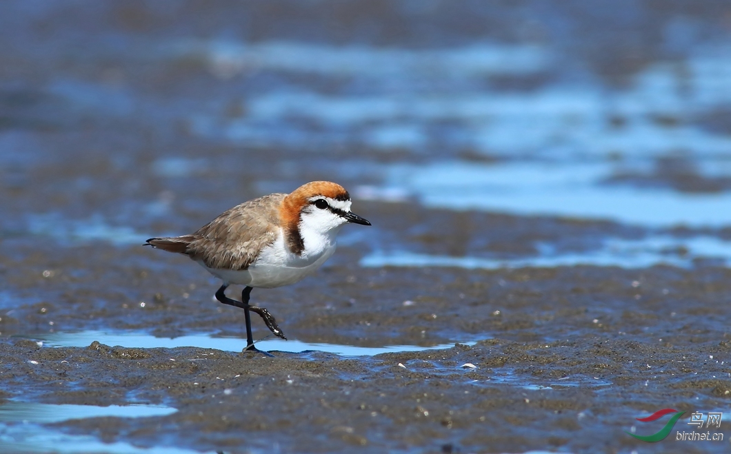 Y-red-capped plover_����_���˺�_����.jpg
