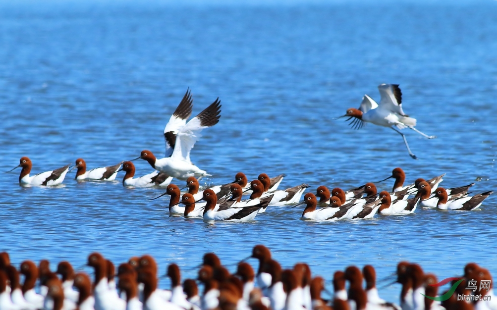 Y-red-necked avocet��_���˺�_����.jpg